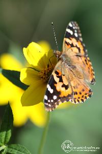 martinkuehn_eu_0338_k002_6250.jpg